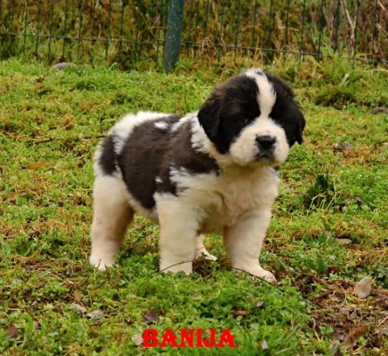 Moskiewski stróżujący