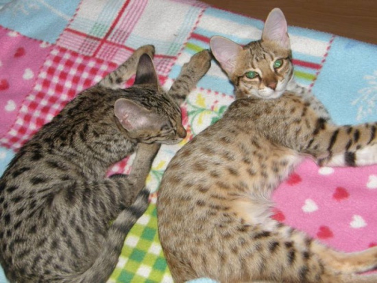 Cattery Albisavannah CZ -  Savannah kittens F3C (2 girls)